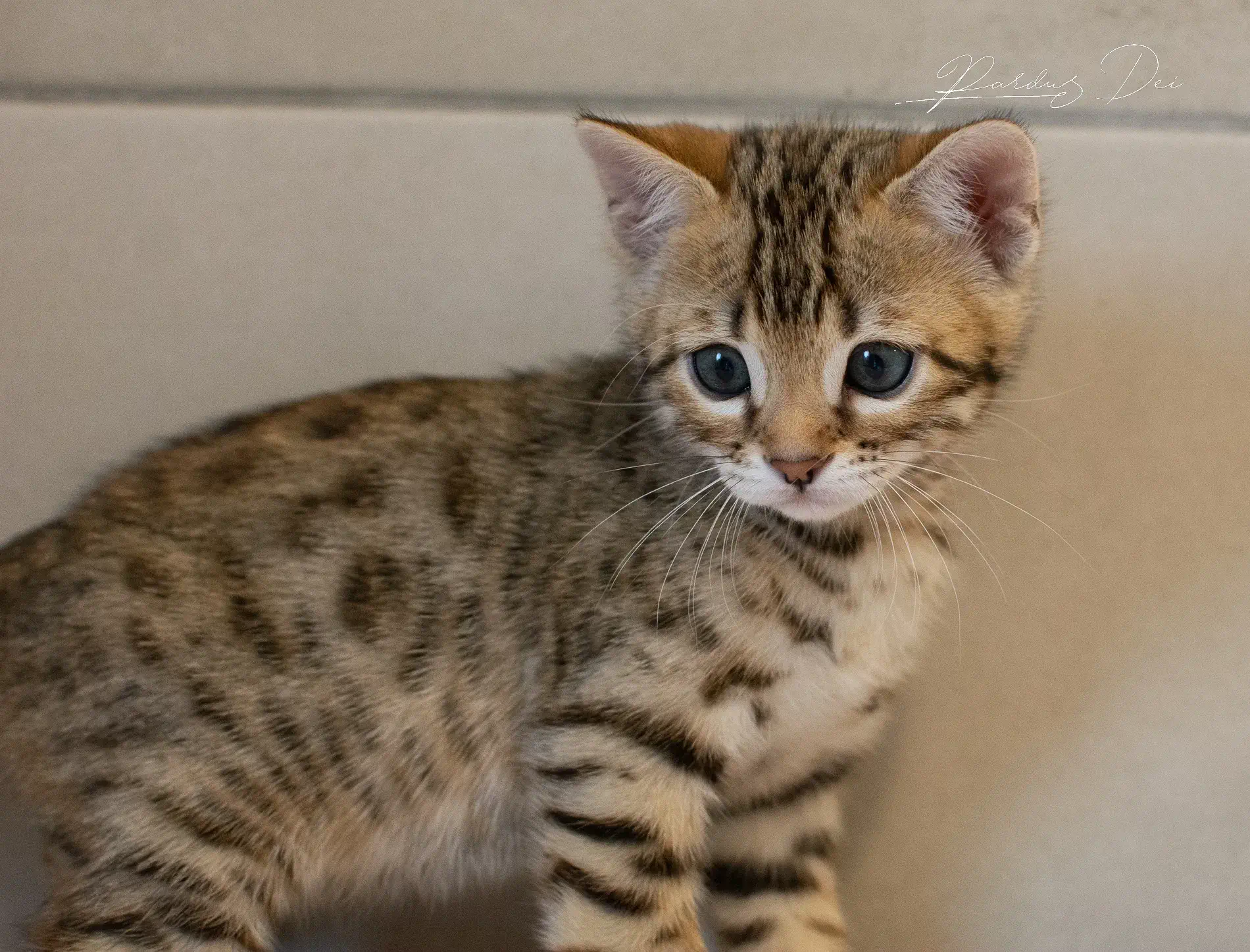 chaton bengal